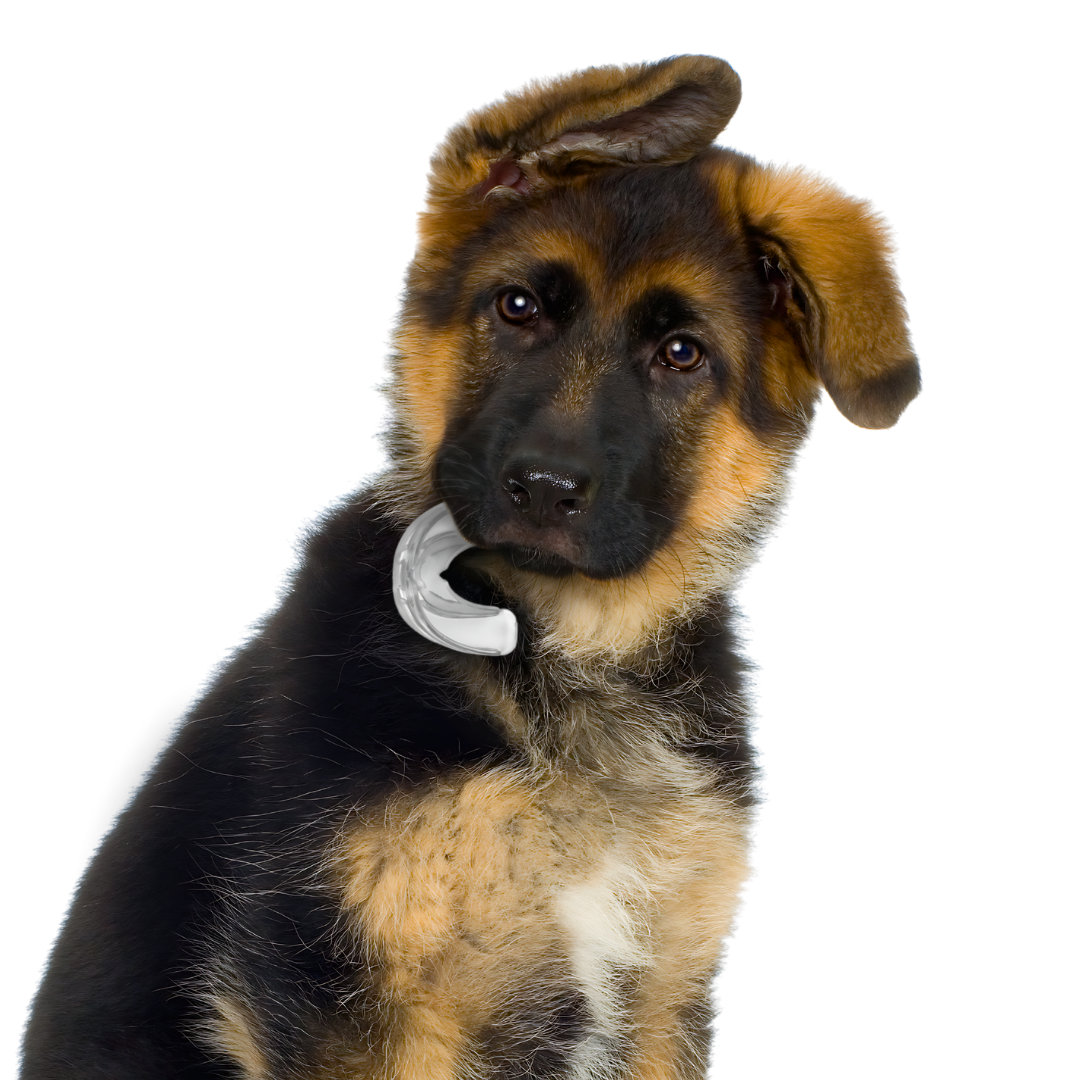 Dog Mouth Guard